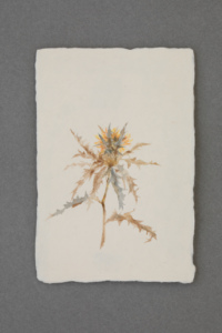 023 dried safflower