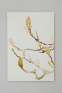 019 magnolia buds