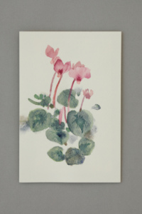 024 cyclamen