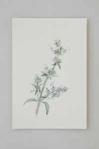 022 white sage flowers