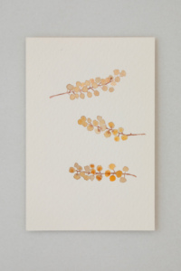027 dried mimosa