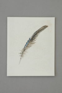 007 feather